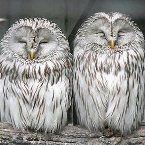 Meet your Posher, Jennet